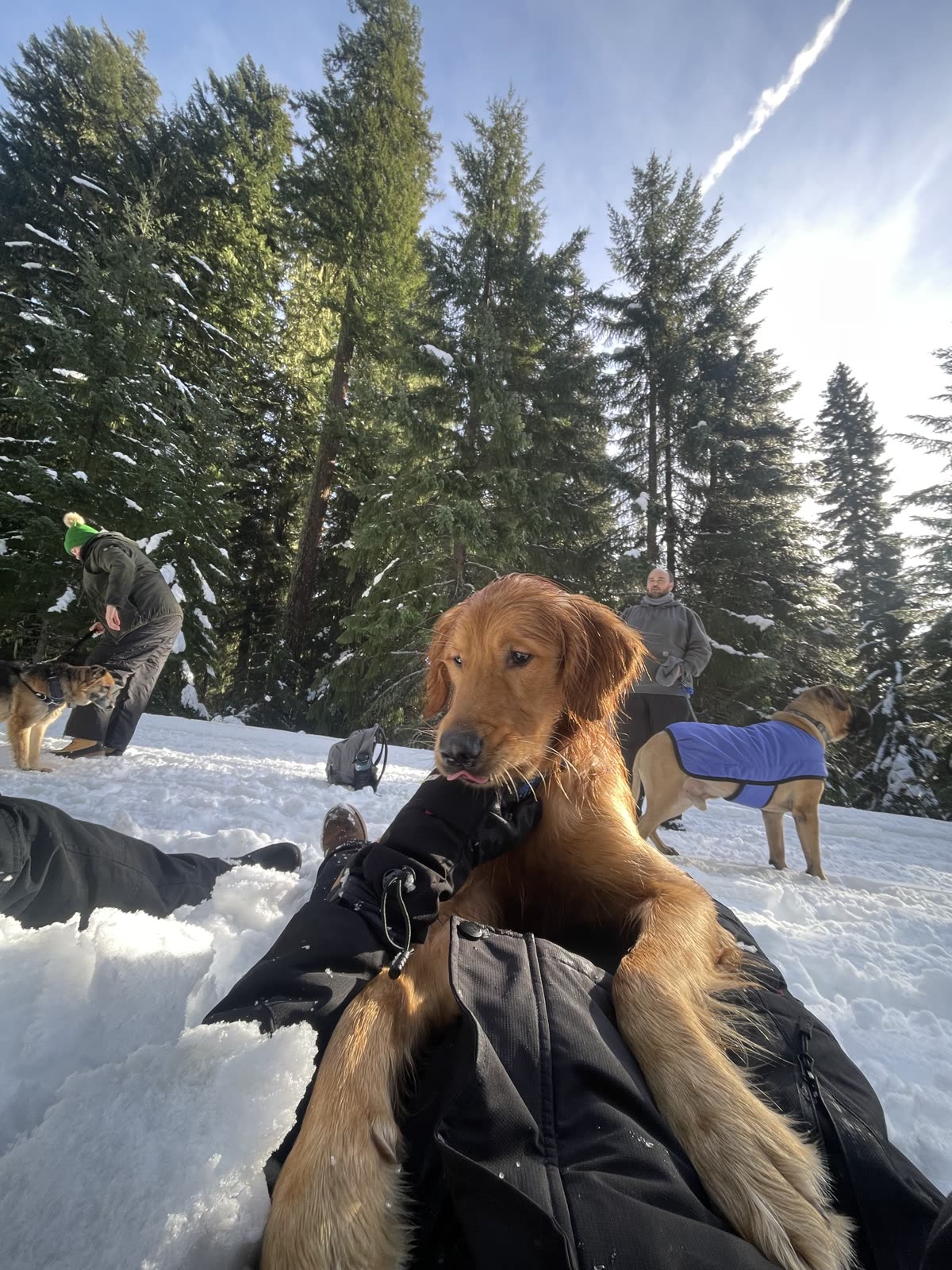 Golden retriever resting in the snow on a mountain outing