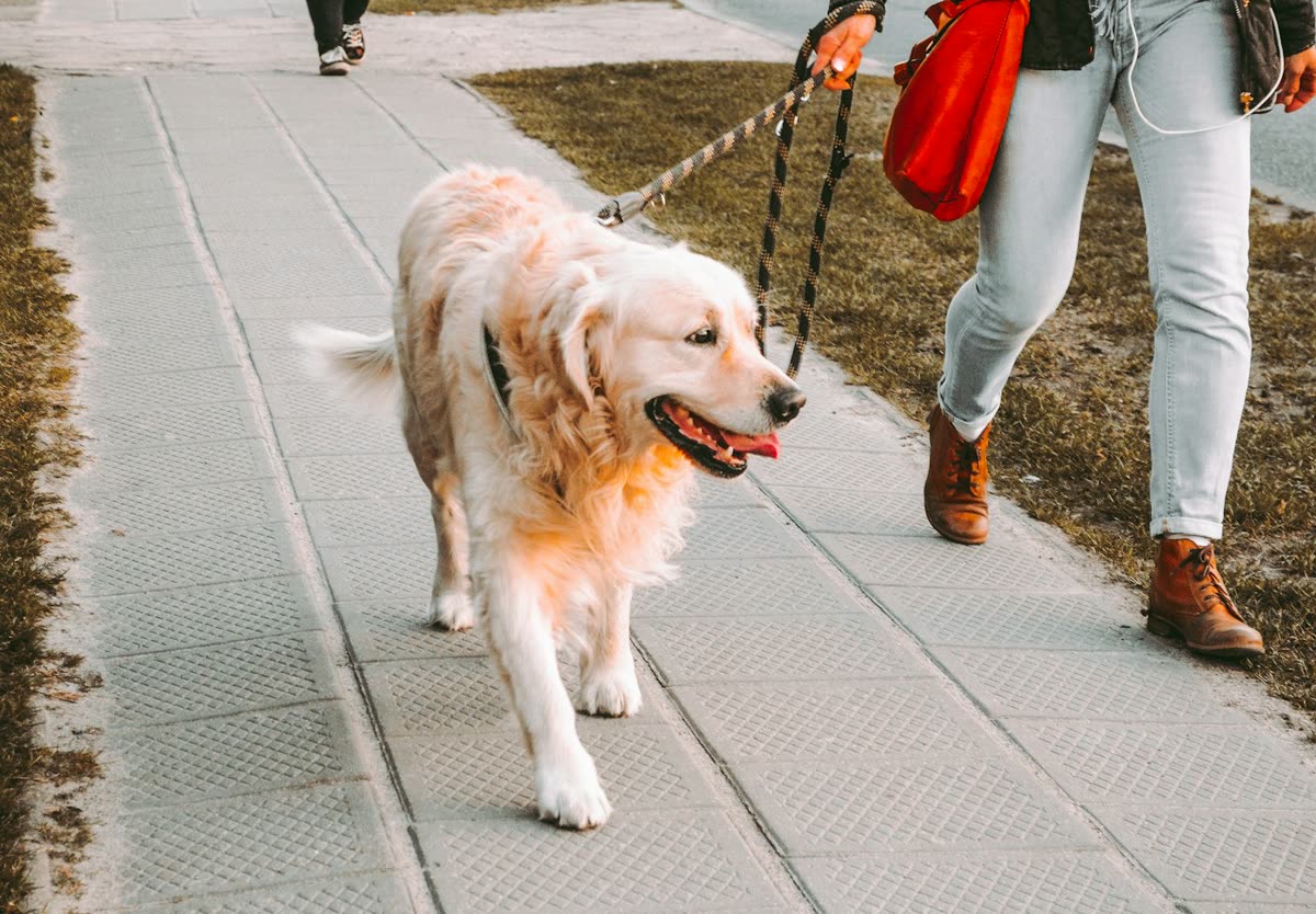 Golden retriever on a leash walk along a sidewalk