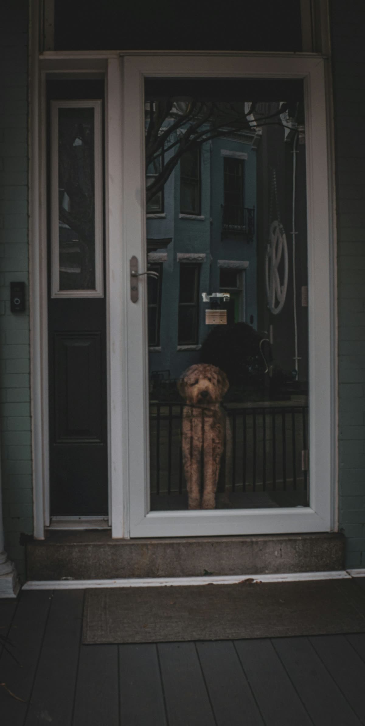 Dog waiting at the front door of a house