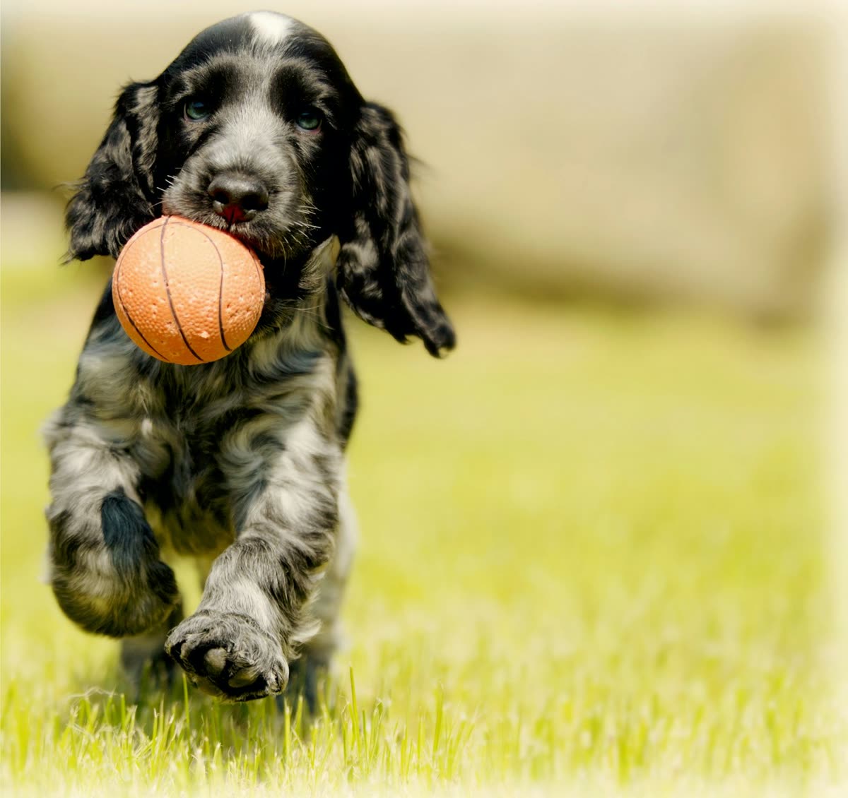 Spaniel bounding through grass with a ball
