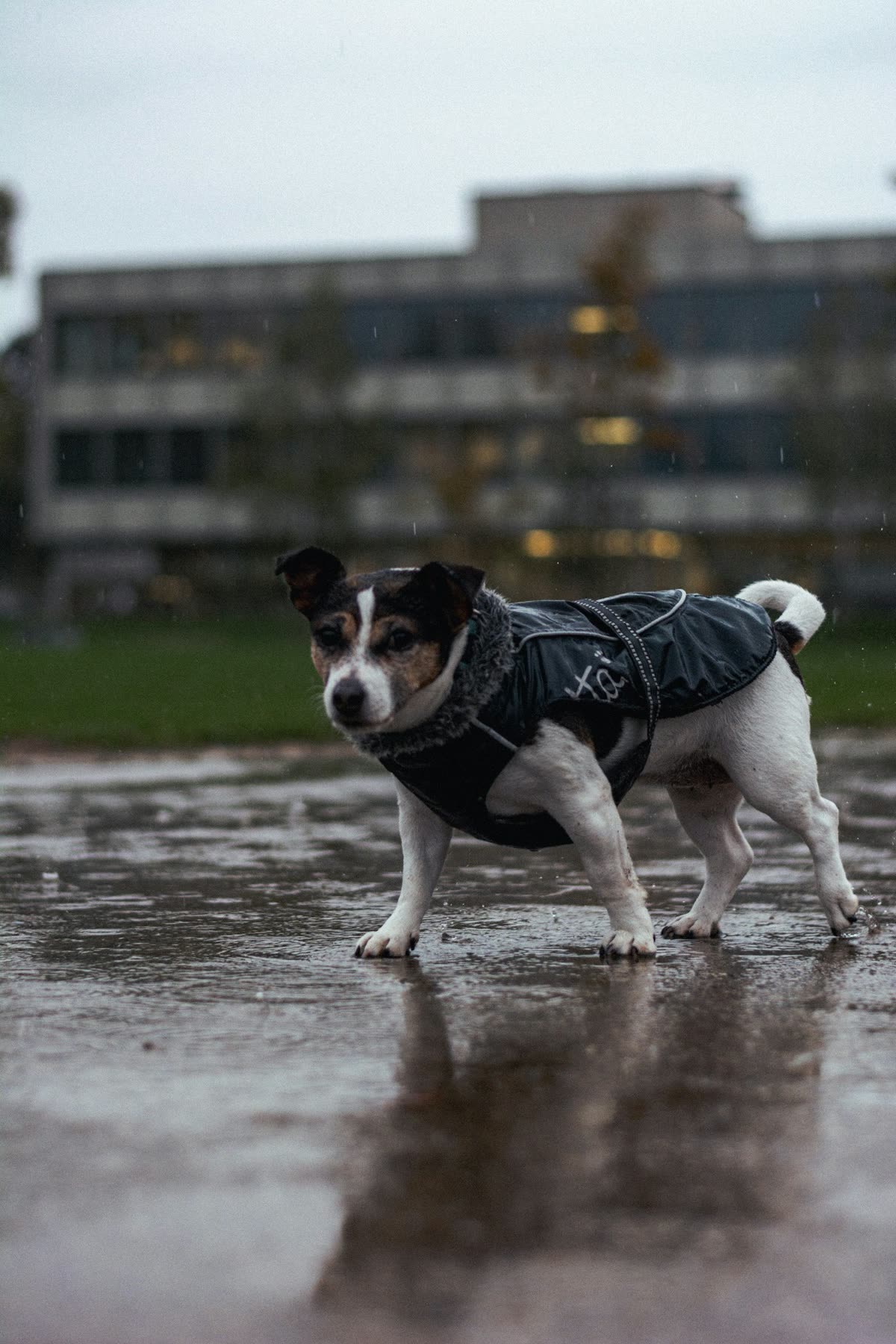 Dog in a rain jacket on a wet street