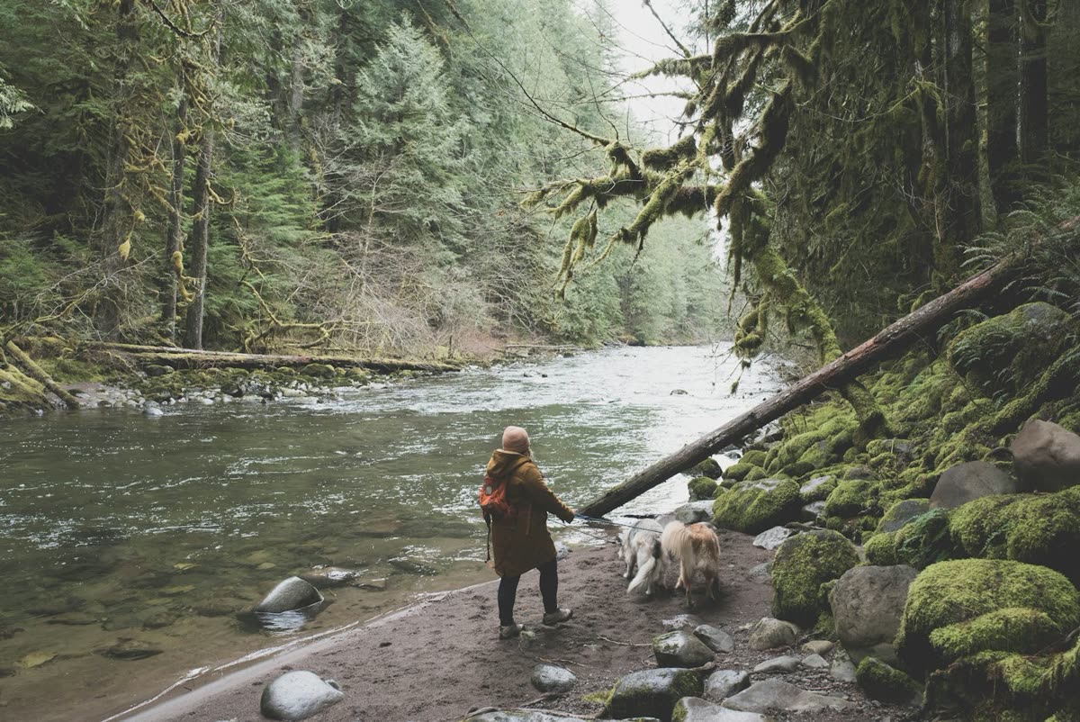 Hiker and dog beside a forested river