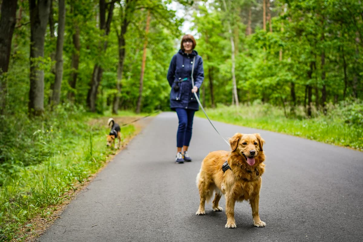 Woman walking a golden retriever on a tree-lined path