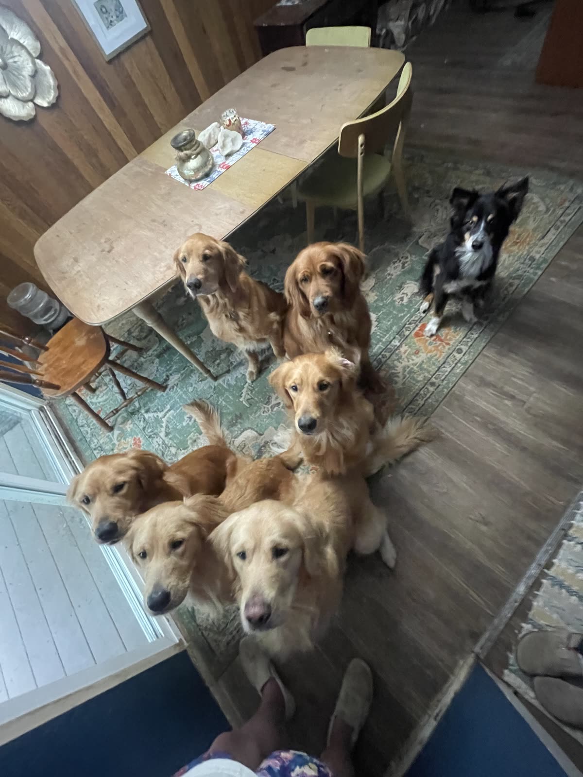 A pack of golden retrievers and a border collie waiting together at home