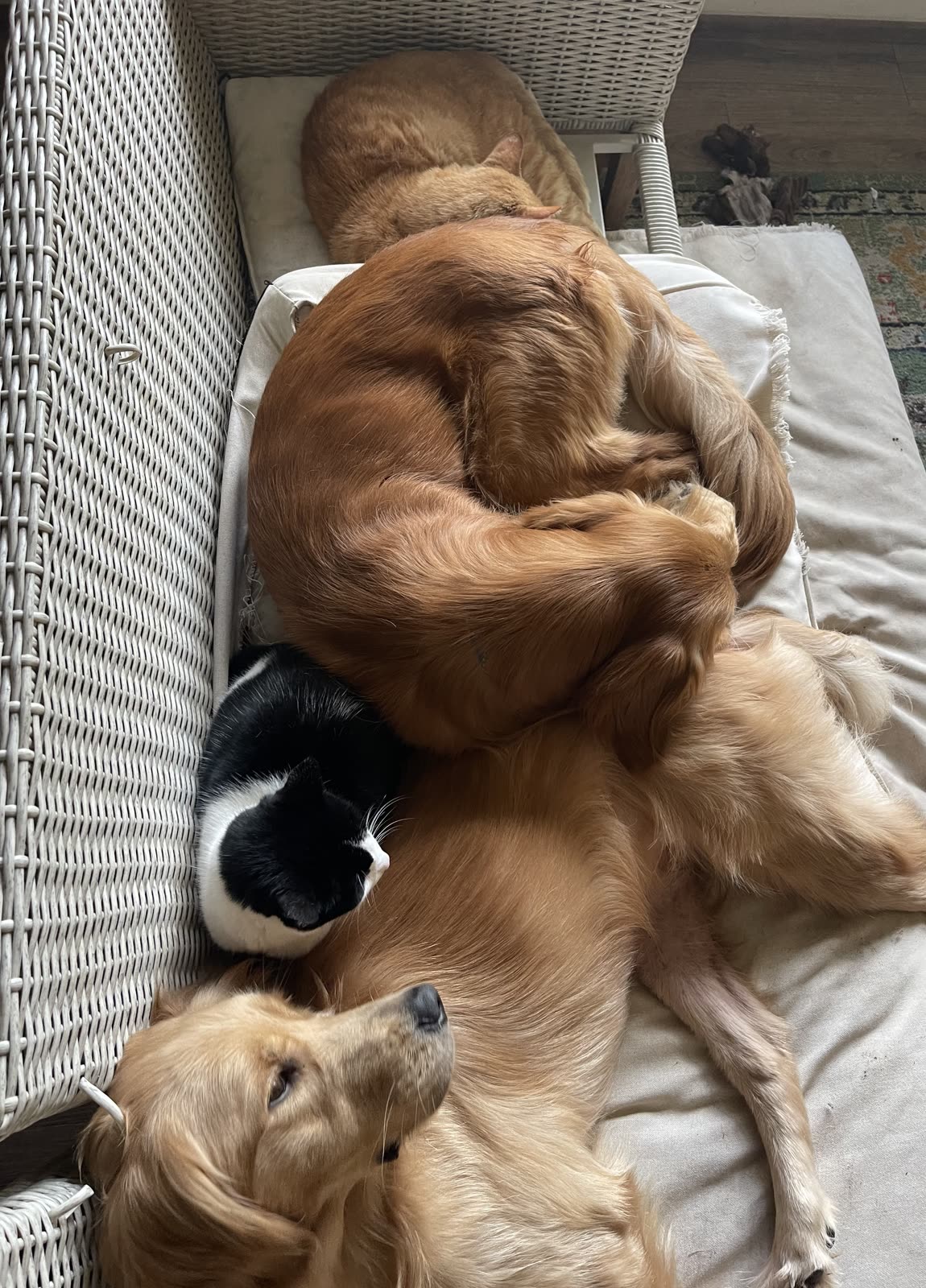 Golden retrievers curled up asleep together on a cushioned daybed