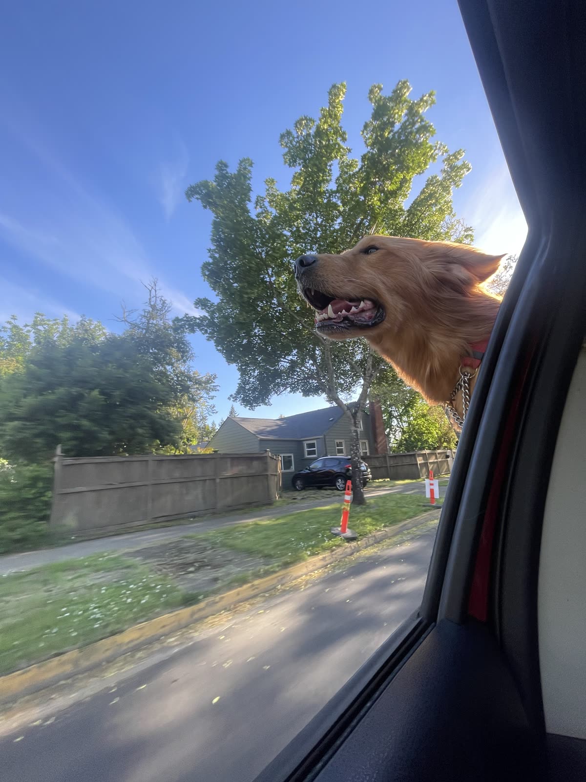Golden retriever with its head out the car window on a sunny ride