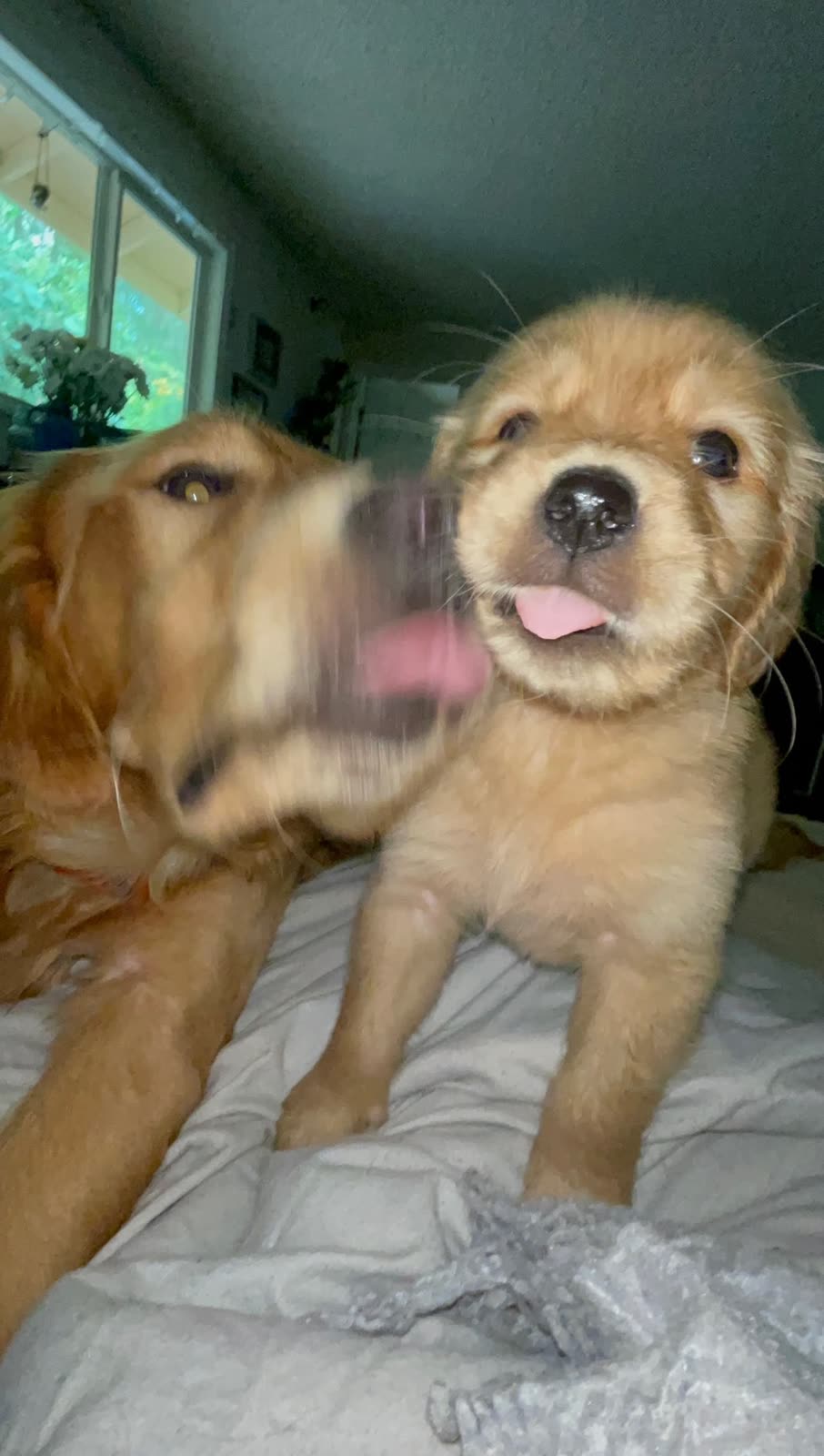 Golden retriever puppy on a bed next to an older golden